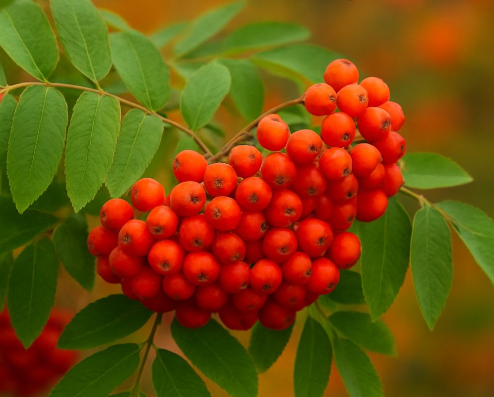 ������� ����� ������: ����� ����� ������� ����� ��� ������������ ������