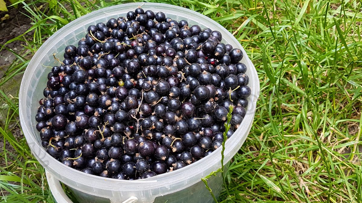 ��� ������� ������� ������� ������� � �������� �������� ��������: �������� ������