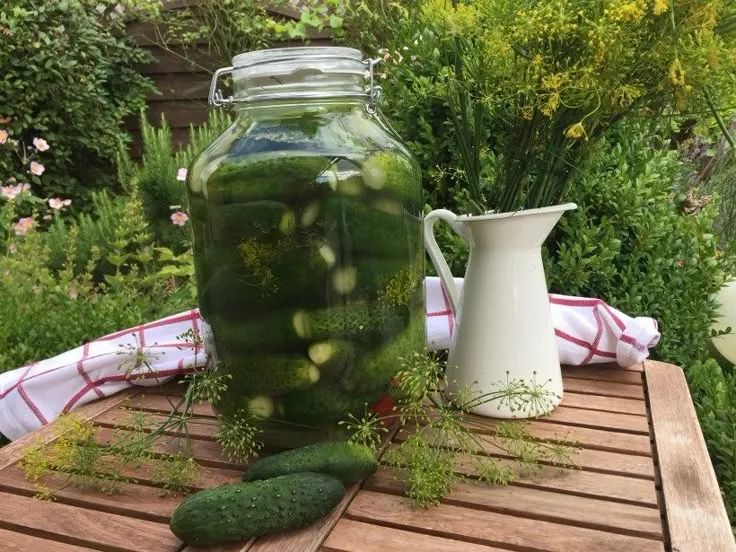 Малосольные огурцы: легкий и полезный способ заготовок