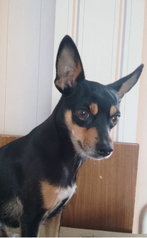 Полкан: Путь русского той-терьера от охотника до преданного друга