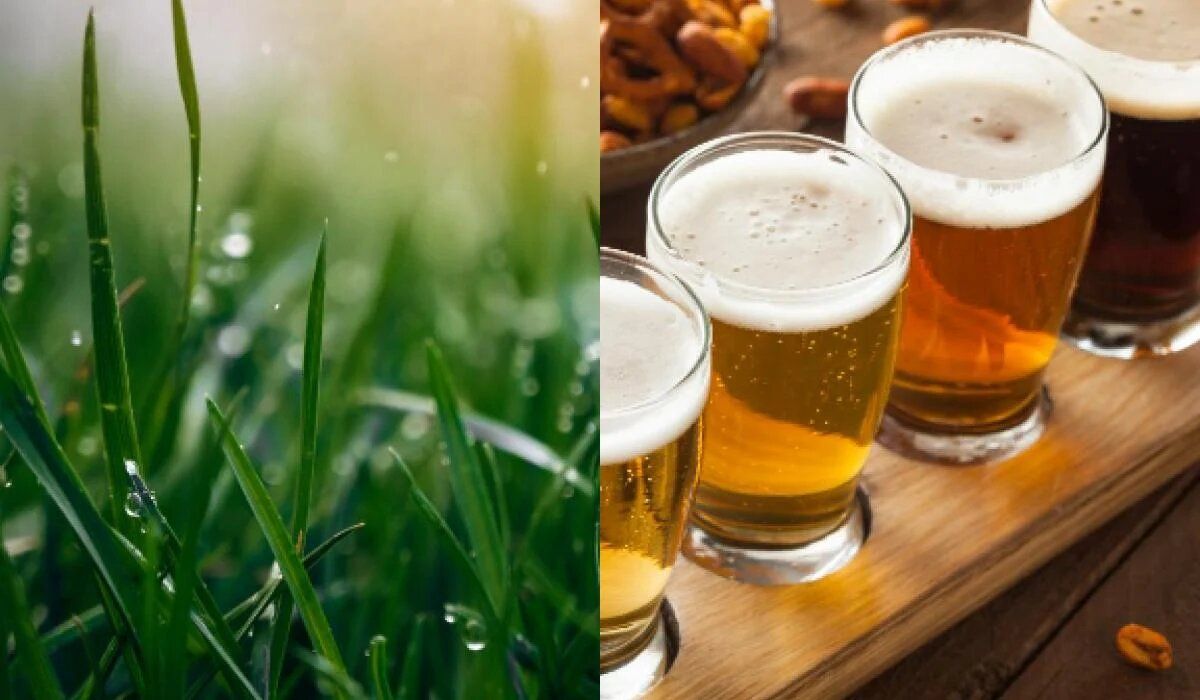 Как пиво может спасти ваш газон: неожиданные советы садоводов