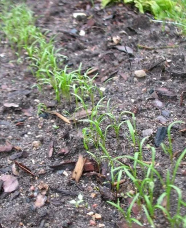 Секреты зимнего посева: какие семена стоит бросить в землю уже сейчас?