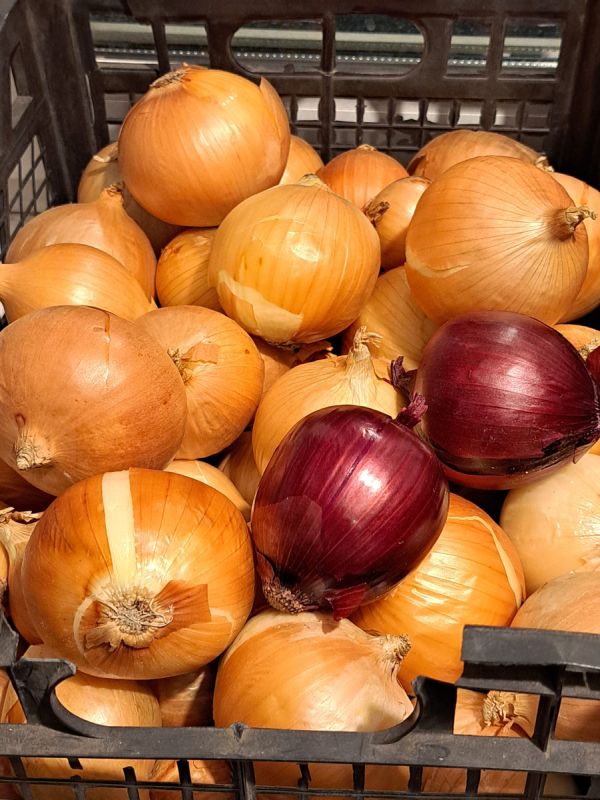 Почему лук при хранении становится мягким и загнивает