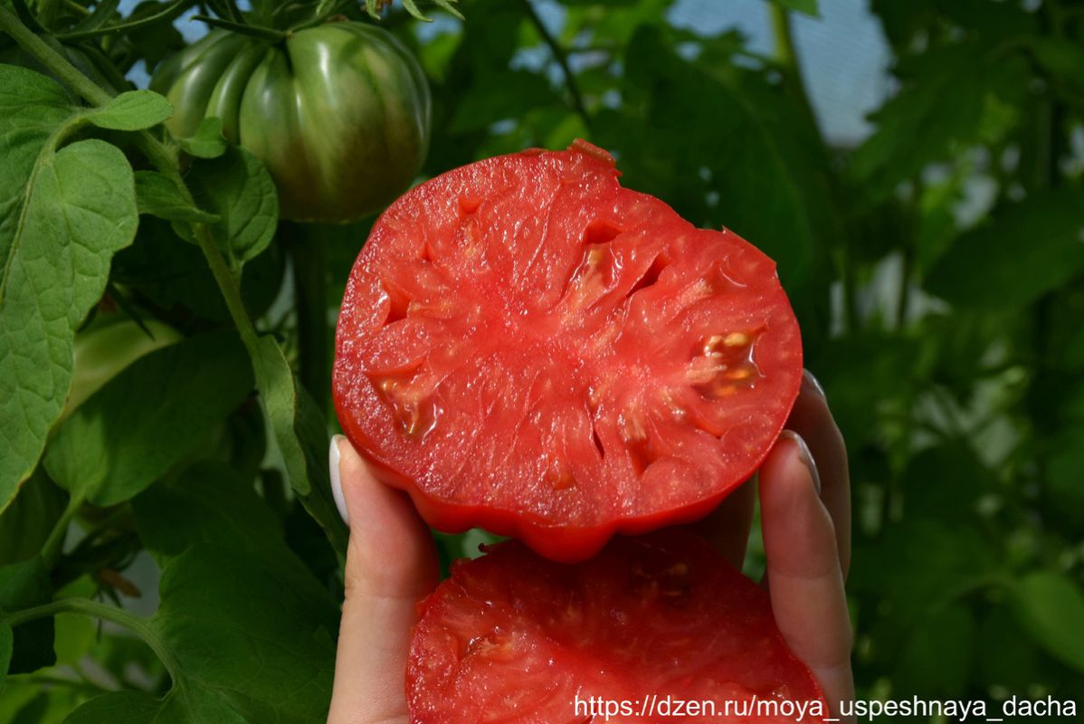 Инжирный рубиновый томат: идеальный выбор для дачников