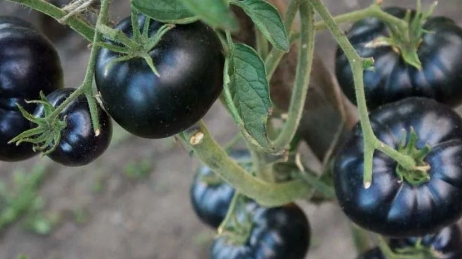 ���� ������ �������, ������� ����� �����������: ����������� ����� ��� ����� ������