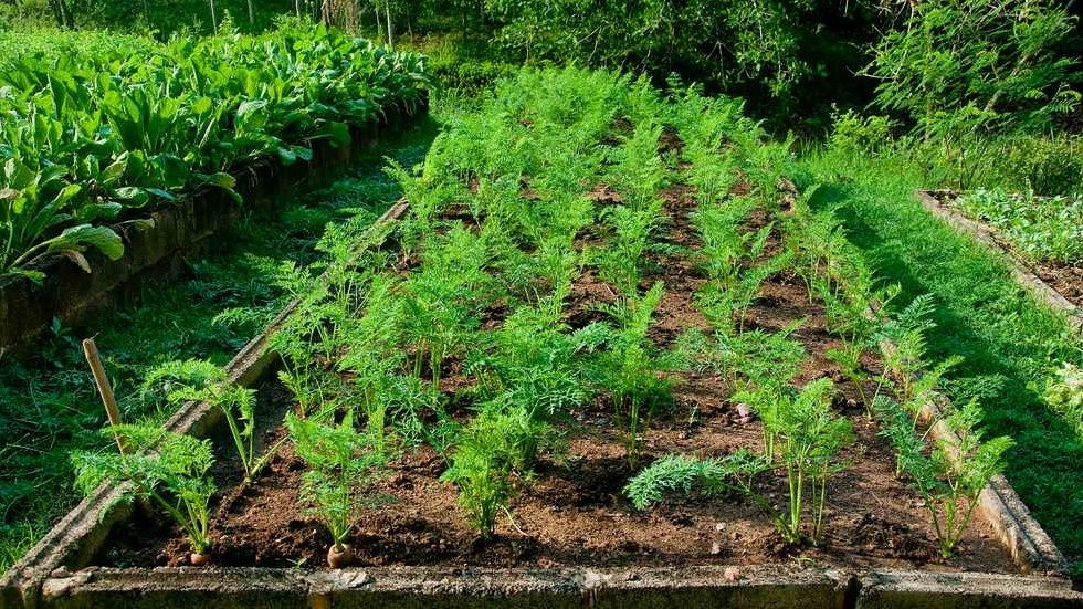 ��� �������� ���������� ������ ������� ��� ��������: ������� ������������ �������������