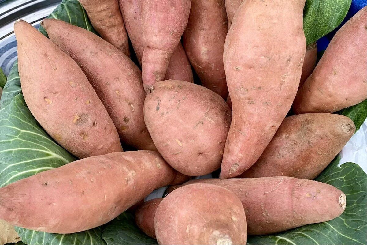 ������ ����������: 5 ������, ������� ������� ��������