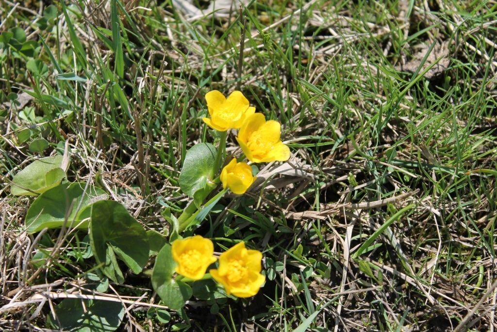 Растения для вашего болотного сада: как выбрать идеальные цветы