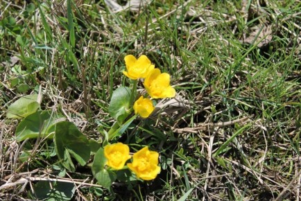 �������� ��� ������ ��������� ����: ��� ������� ��������� �����