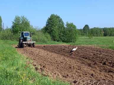 Картошка и шашлык: Что важнее в летней жизни на даче?