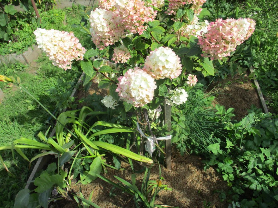 Лапник: универсальное зимнее средство для сада и огорода