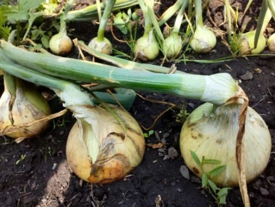 ��������� vs. ������ ������� ����: ��� ������� ��� ������ �������?