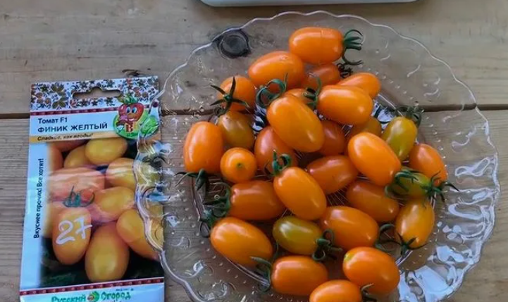 Как выбрать томаты для теплицы и создать палитру вкусов и красок