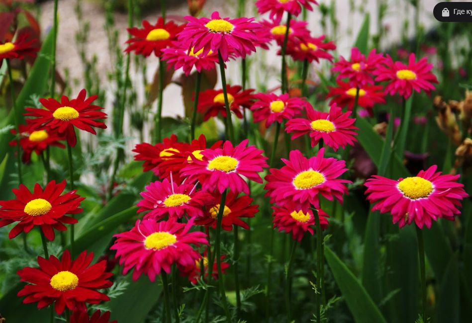 Пиретрум: природный союзник садоводов против вредителей