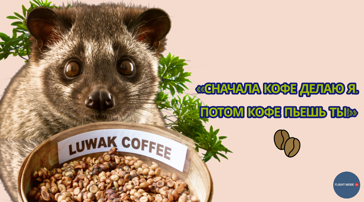 Необычные сувениры из путешествий: что привозят домой бортпроводники?