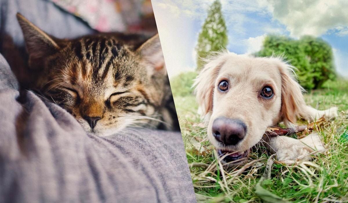 Как собаки и коты хранят воспоминания: неожиданные результаты исследований