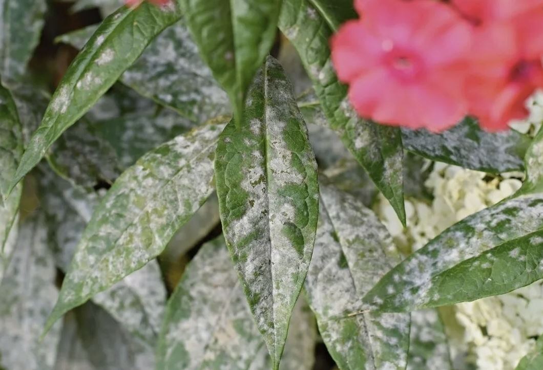 Эффективные стратегии борьбы с мучнистой росой на флоксовых красавцах