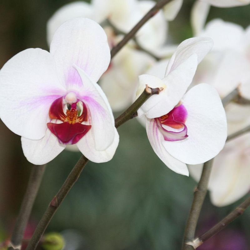 ������ ����� �� ������� �������: ������ ��� ������� �������?