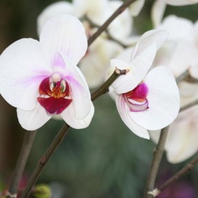 Липкие капли на листьях орхидей: угроза или простое явление?