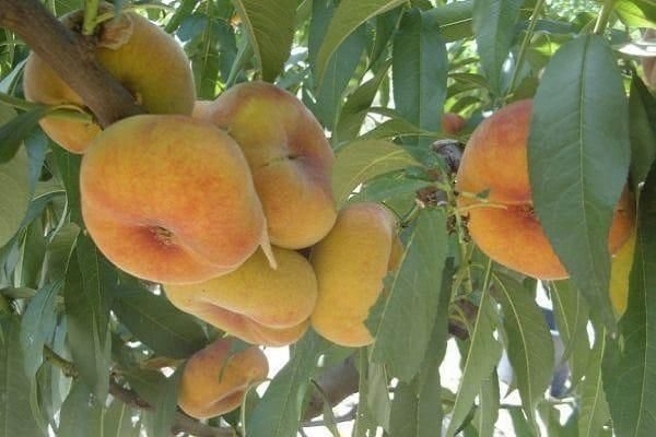 Персик Бельмондо: идеальный плод для вашего сада в 2025 году