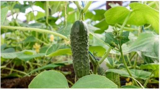 ����������� ��������� ������� � ����: ������ ��������� ������� ��� ��������� ������