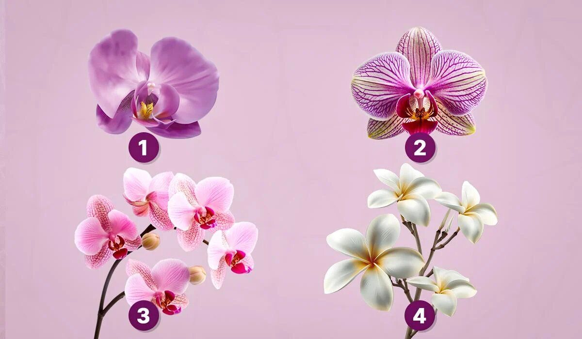 Тест на личность: какое скрытое я открывает ваш выбор орхидеи?