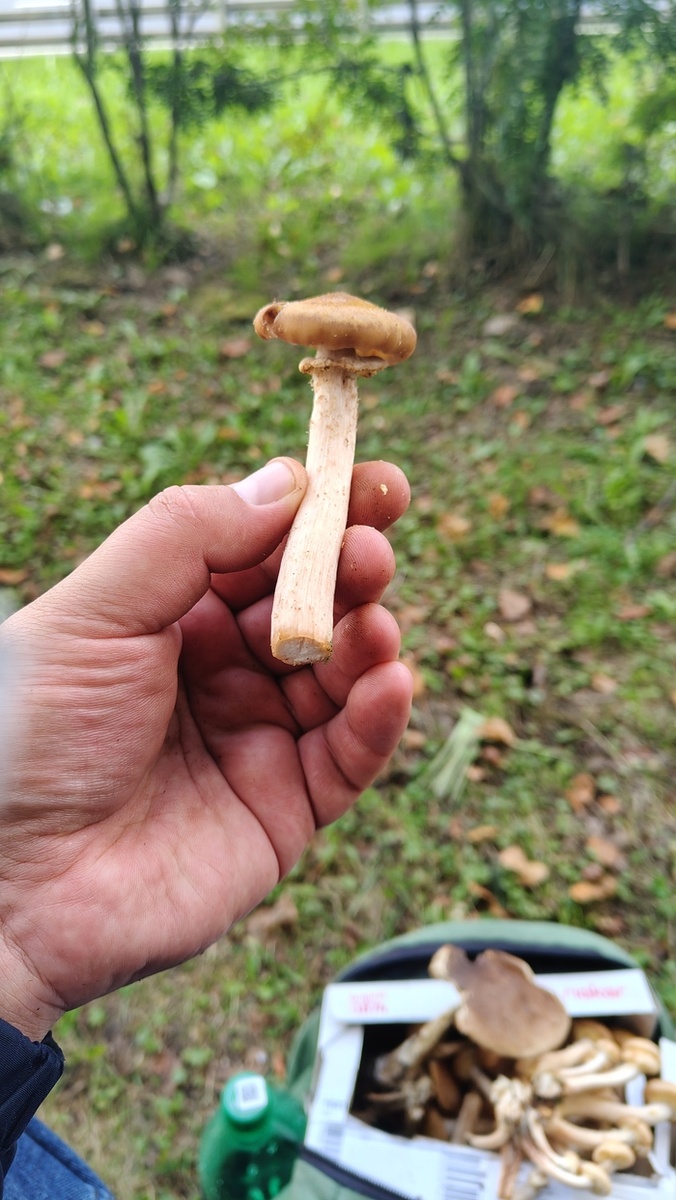 Последний осенний сбор грибов