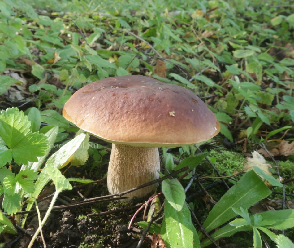 ������: ������� ������� � ����� �������� �������