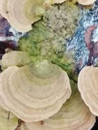 Грибной бум в Орле: что собирают местные жители за месяц до Нового года