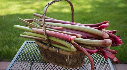 Ревень: весенний кладезь витаминов для ваших пирогов и компотов