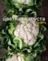 Кулинарные шедевры: как разнообразить меню с цветной капустой