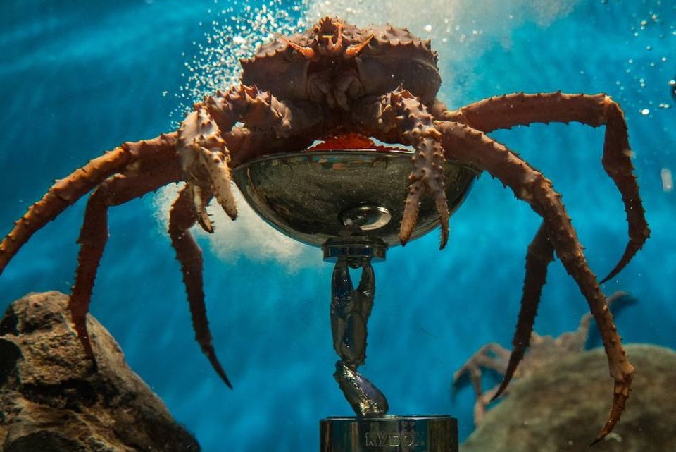 Крабы моря стали лицом хоккейного дерби в Приморье