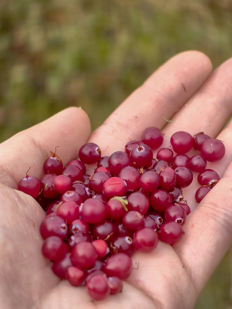 Как Питание Помогло Восстановить Здоровье Почек: 5 Непревзойдённых Продуктов