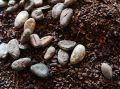 Цены на какао-бобы стремительно падают: уровень ниже 4900 долларов за тонну