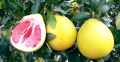 Помело: удивительный цитрус с множеством секретов