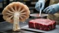 В Китае создали гриб: будущее альтернативного мяса