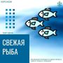 Свежая навага по привлекательной цене: не пропустите