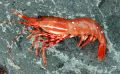 Удивительные креветки: сердце в голове и жизнь на дне моря